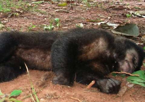 FVS envia restos de macacos com suspeita de febre amarela para análise no Pará 