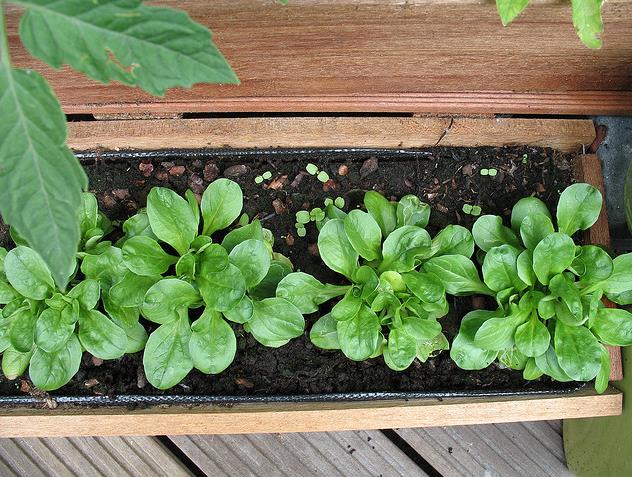 Alface rica em vitaminas fortalece sistema circulatório 