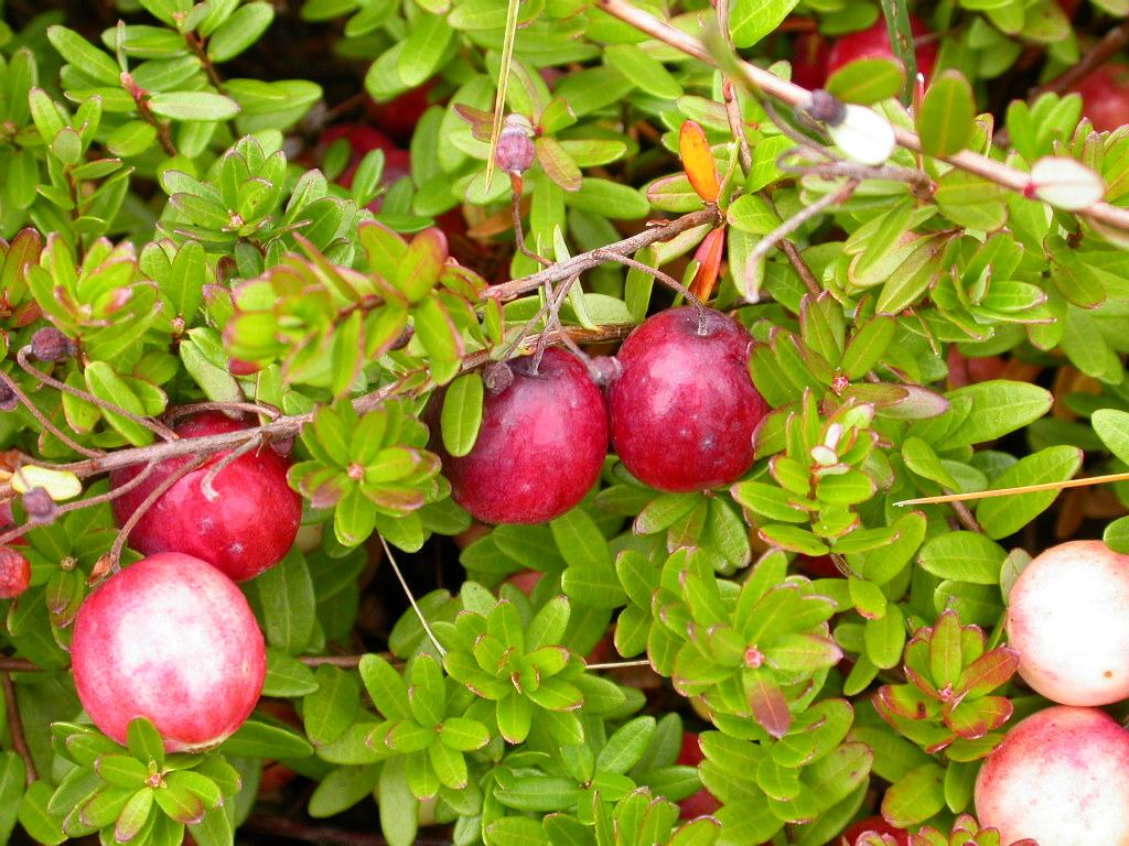 Planta rica em Vitamina C trata problemas como cistite e uretrite 