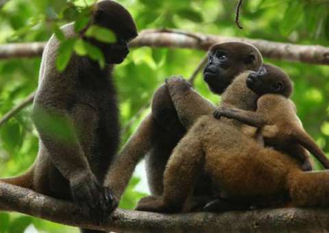 FVS descarta surto de febre amarela como causa de morte de macacos em Novo Aripuanã