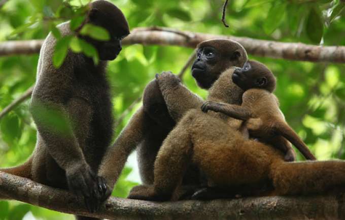 FVS descarta surto de febre amarela como causa de morte de macacos em Novo Aripuanã