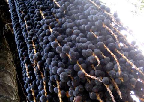 Conheça 8 benefícios do açaí para a saúde