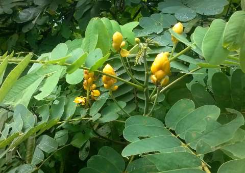 Planta do Nordeste rica em flavonoide tem efeito laxante 