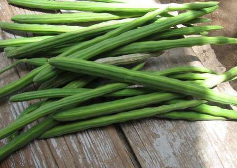 Planta é considerada “carne verde” por apresentar benefícios para a saúde