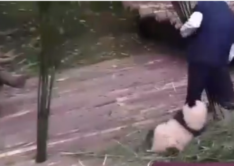 Vídeo mostra panda não deixar jardineiro trabalhar e viraliza