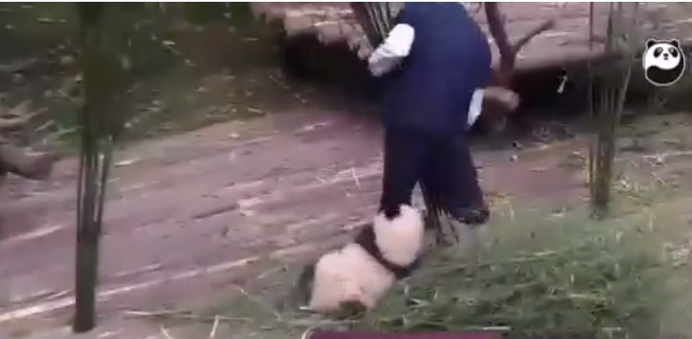 Vídeo mostra panda não deixar jardineiro trabalhar e viraliza