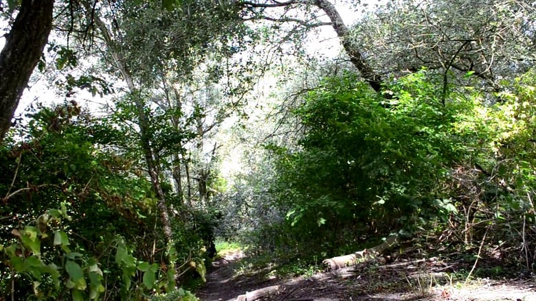 Cadáver é encontrado em matagal no interior do Amazonas