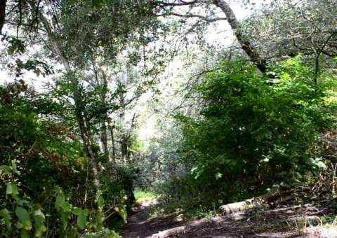 Cadáver é encontrado em matagal no interior do Amazonas