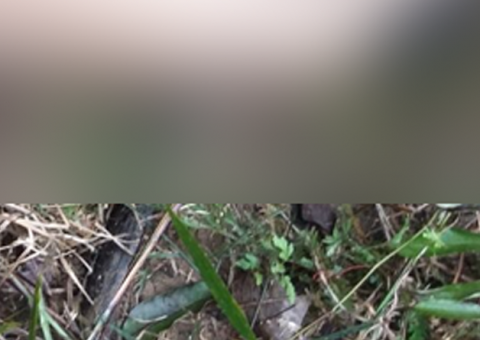 Mais um corpo é encontrado em ramal após denúncia anônima na zona Oeste de Manaus