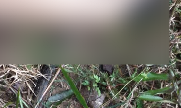 Mais um corpo é encontrado em ramal após denúncia anônima na zona Oeste de Manaus