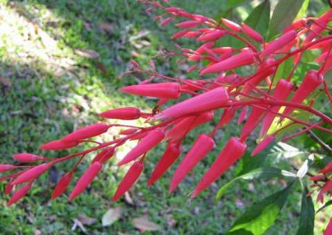 Tônica e estomacal, planta tem efeito contra verminoses