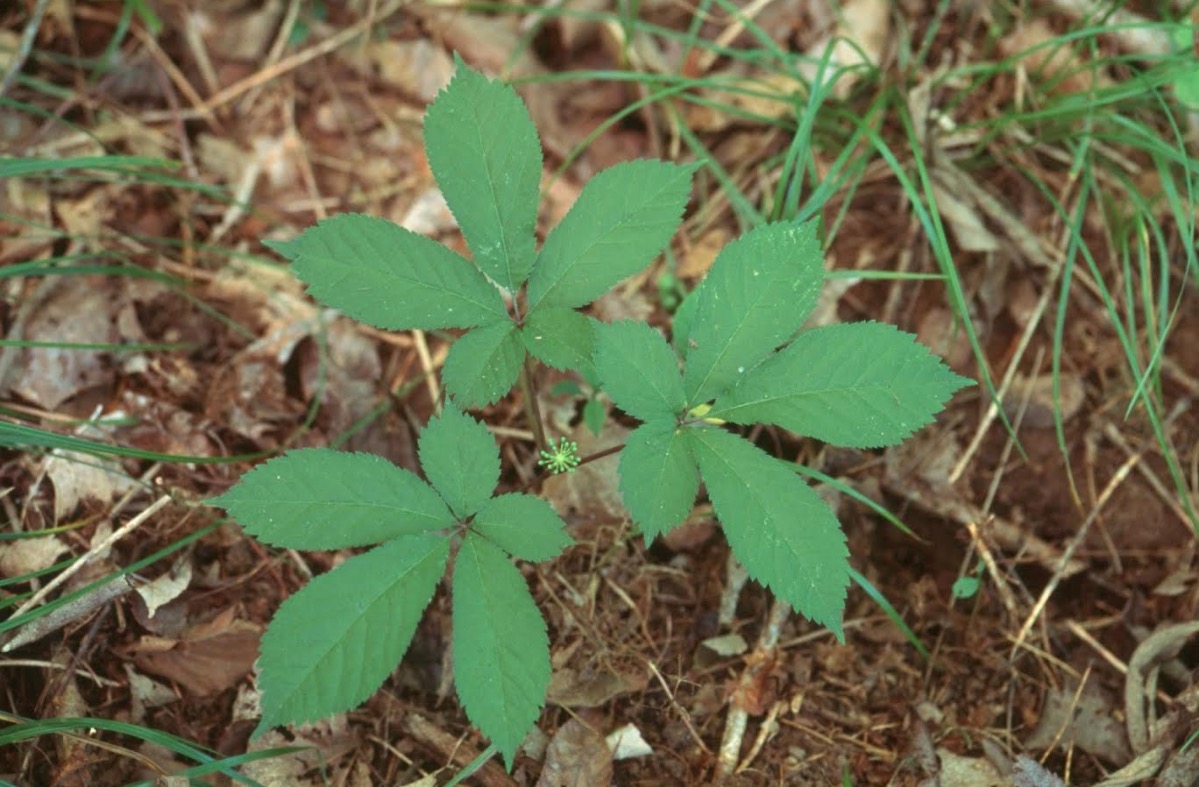 Planta é indicada para auxiliar no tratamento de DSTs 