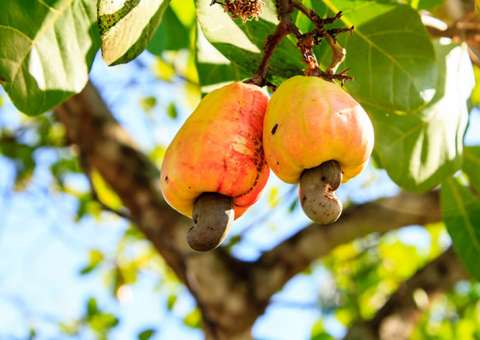 Vitamina C de fruta é superior à da laranja