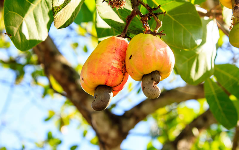 Vitamina C de fruta é superior à da laranja