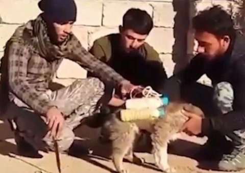 Milícia encontra 'cão-bomba' e consegue desarmar explosivo