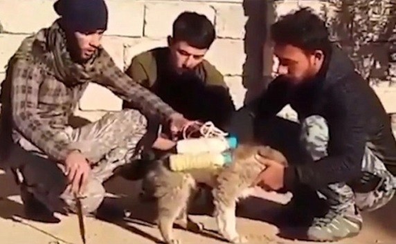 Milícia encontra 'cão-bomba' e consegue desarmar explosivo