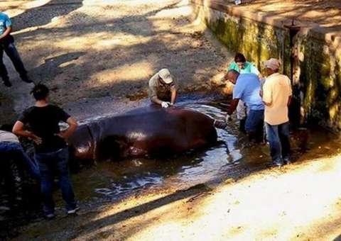  Bando invade zoológico e mata hipopótamo a facadas 
