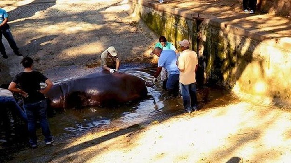  Bando invade zoológico e mata hipopótamo a facadas 