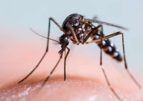 Por que sentimos coceira quando somos picados por um mosquito?