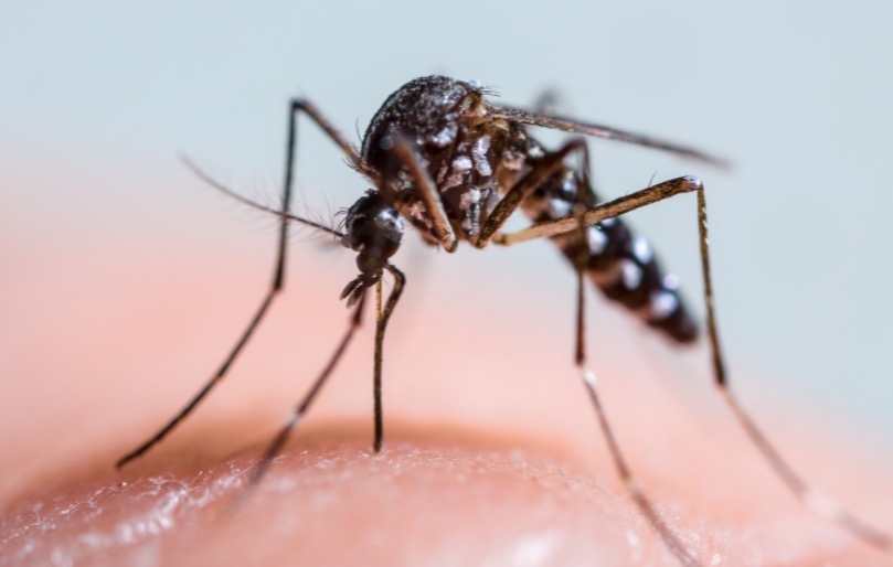 Por que sentimos coceira quando somos picados por um mosquito?