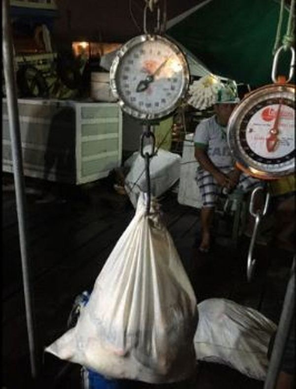 100kg de peixe proibido durante o 'defeso' são encontrados em feira de Manaus