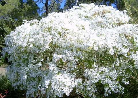 Flor usada em homeopatia é indicada para tratar casos de enxaquecas