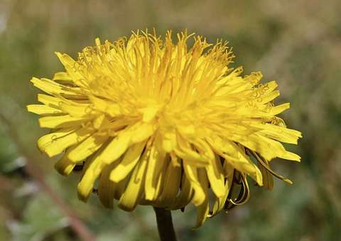Erva medicinal poderosa pode causar vertigens e alucinações