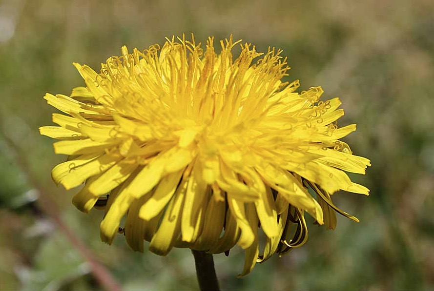 Erva medicinal poderosa pode causar vertigens e alucinações