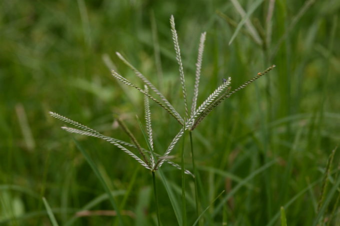 Chá tem efeito contra pedras nos rins e infecções do aparelho urinário