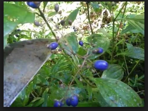 Planta com propriedade antibacteriana ajuda a regular ritmo cardíaco 