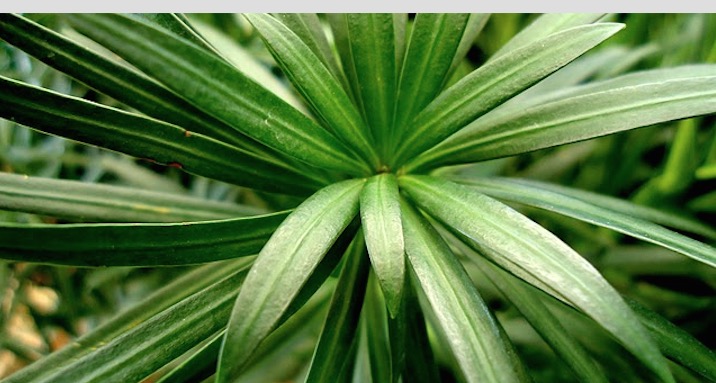 Planta auxilia no tratamento contra glaucoma e leucemia 