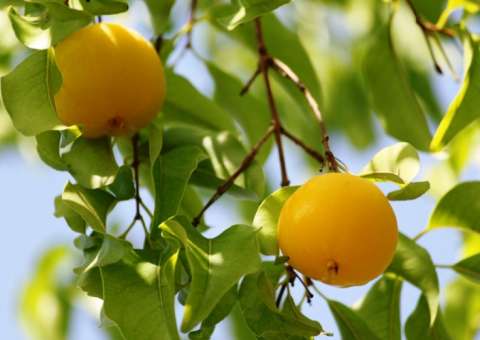 Com sabor semelhante ao do Araçá, fruta pode ser usada como laxante natural 