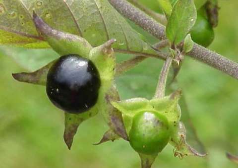 Fruta com propriedade anti-inflamatória pode ser confundida com outra  de alta toxidade