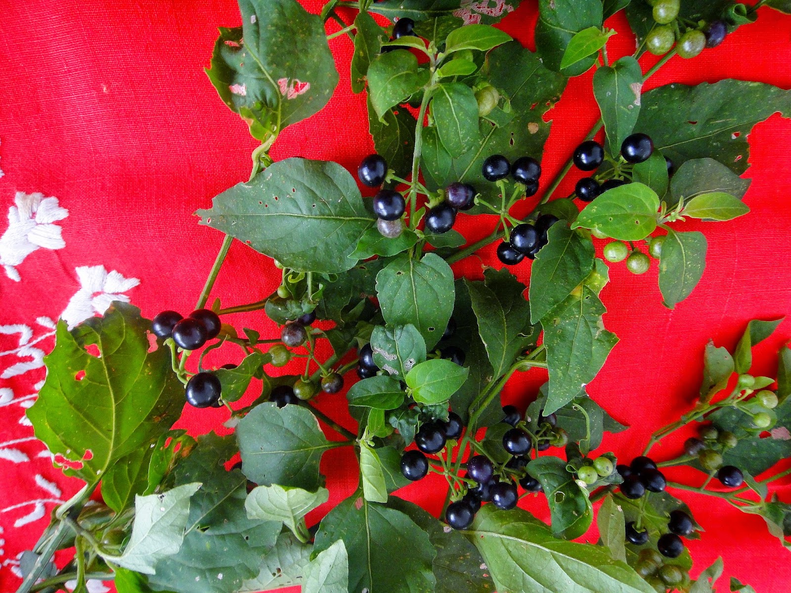 Fruta com propriedade anti-inflamatória pode ser confundida com outra  de alta toxidade