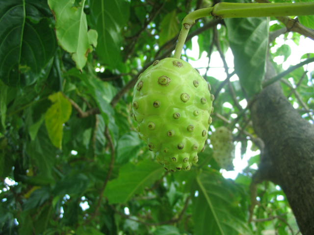 Casca de planta com suco leitoso pode ser usada no tratamento de tuberculose  