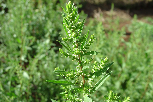 Sementes e óleo de planta causam efeitos colaterais 