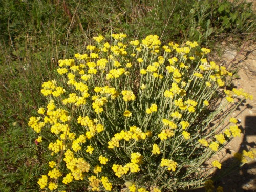 Banho com planta aromática combate insônia e doenças nervosas   