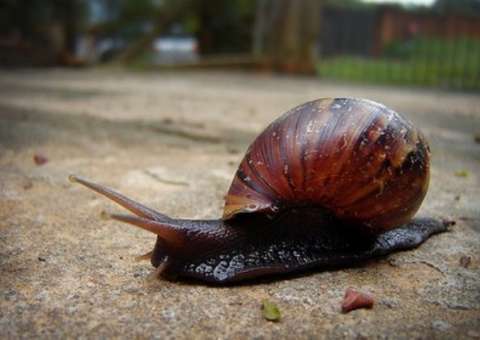 Massagem feita por caramujos promete ser nova fórmula da juventude