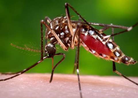 Manaus permanece em médio risco de transmissão de doenças pelo Aedes aegypti
