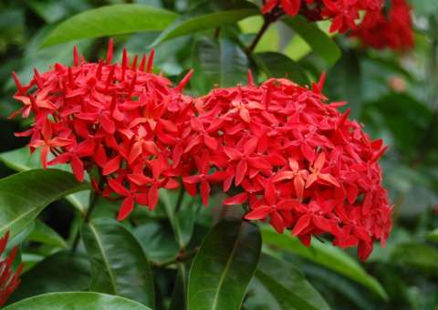 Planta ornamental apresenta propriedade altamente tóxica 