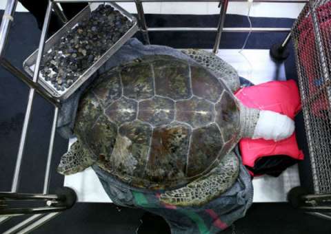 Veterinários removem 915 moedas de estômago de tartaruga marinha