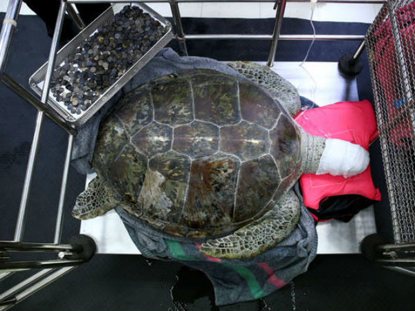 Veterinários removem 915 moedas de estômago de tartaruga marinha
