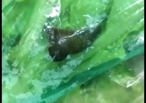 Cliente acha lesma em alface de supermercado da Zona Norte de Manaus 