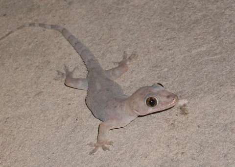  Empresa de ar-condicionado é condenada a pagar indenização a cliente por causa de lagartixa 