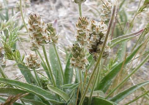 Planta ajuda no emagrecimento e tratamento de colesterol alto  
