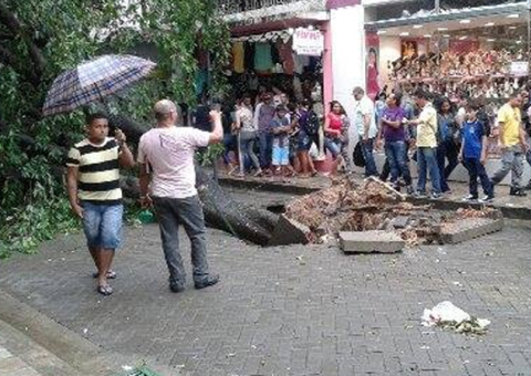 Árvore tomba durante forte chuva e assusta populares no Centro de Manaus