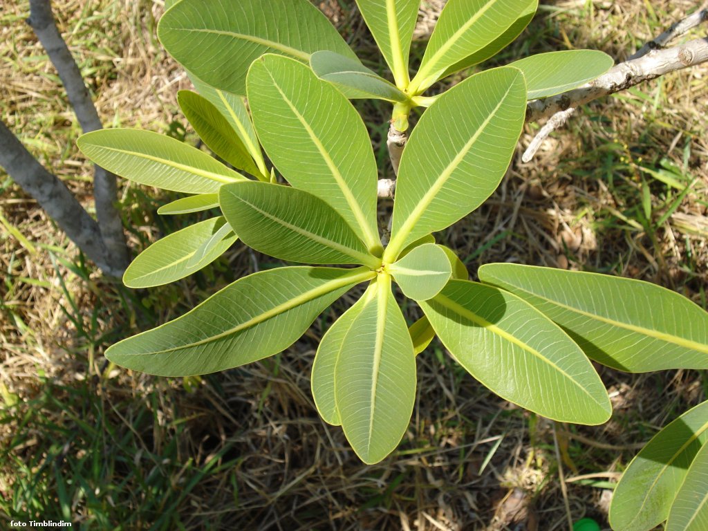 Madeira considerada santa é indicada para tratar tendinite