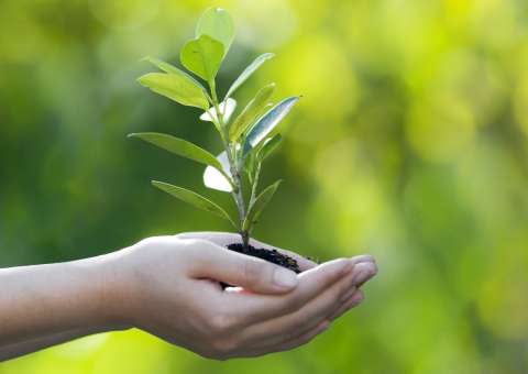 Dia da Árvore abre programação comemorativa com plantio de mudas