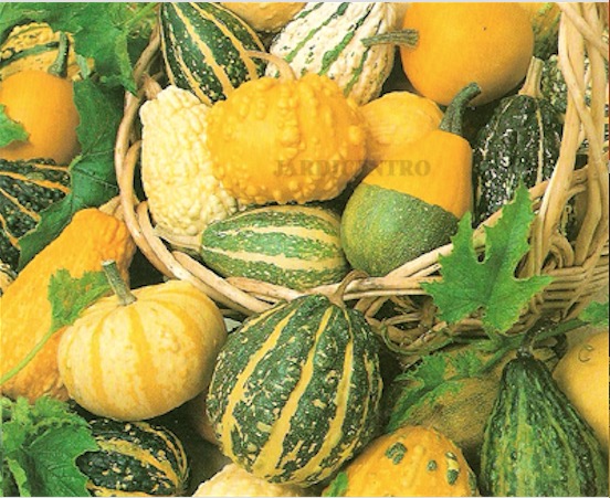 Planta nativa do Brasil é usada como abortiva 