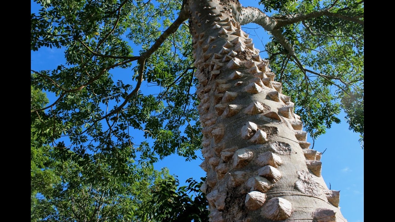 Planta é indicada para tratar flatulências